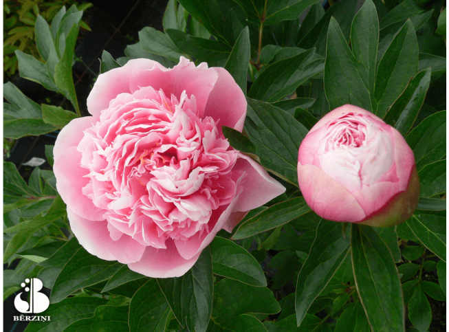 Paeonia   'Etched Salmon'